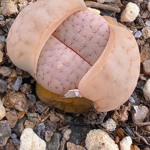 【闪购商品】20116