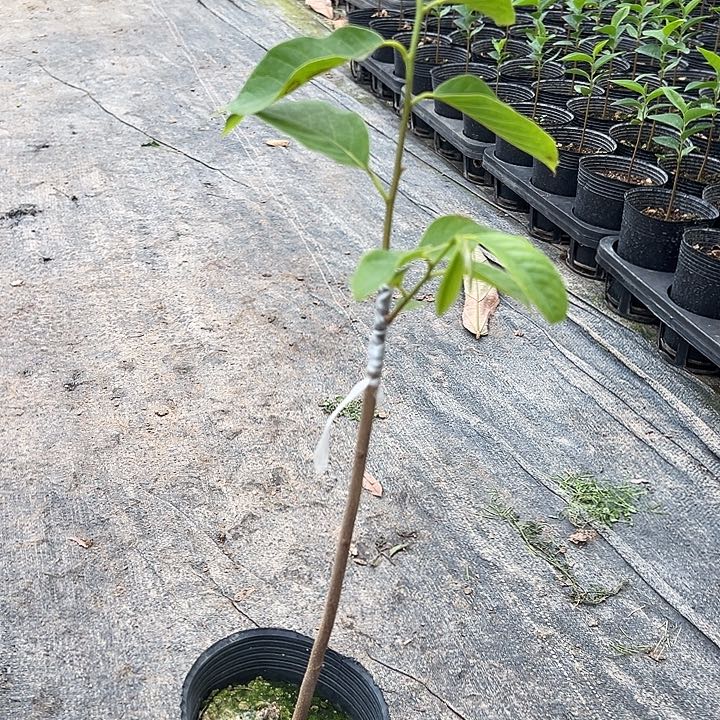 用****9123334455555555