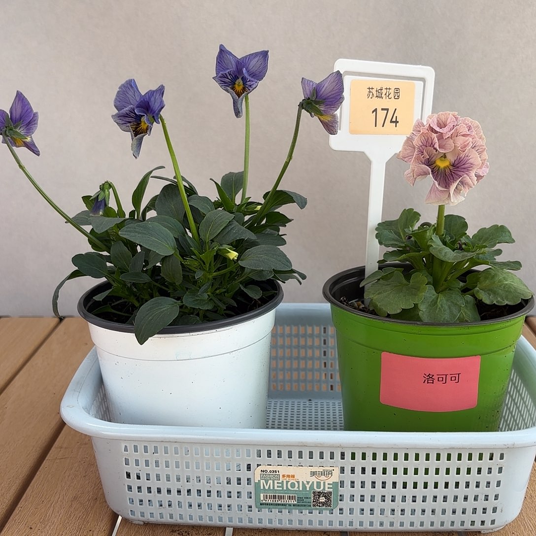 大部分开放少量花苞174