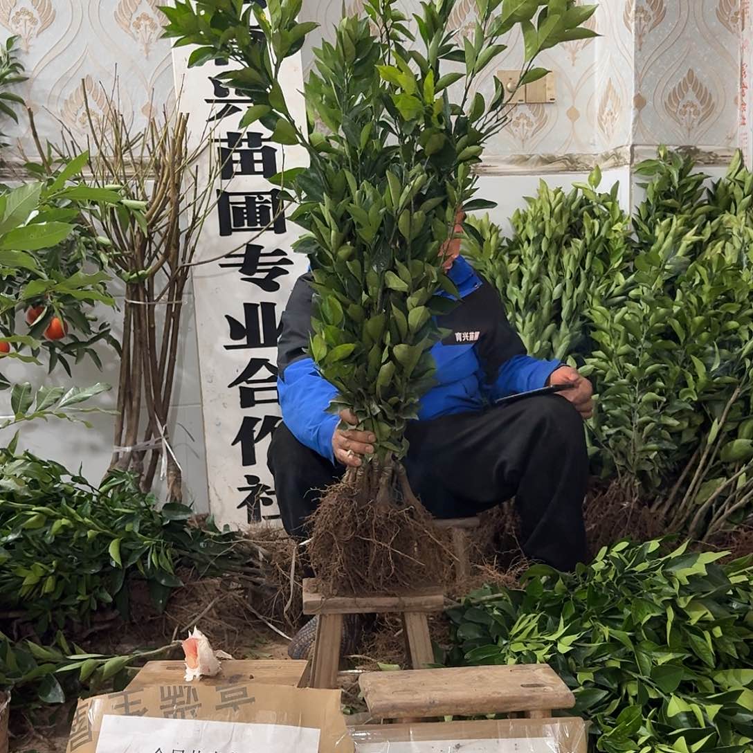 完全开放5颗爱媛58加2颗扭嗬