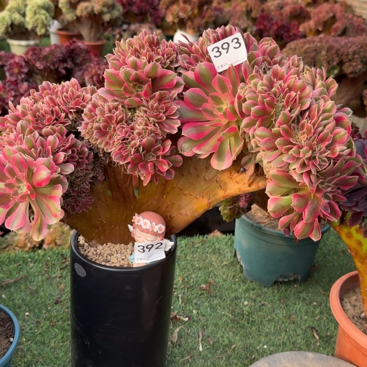 彤***糖果女巫法师锦缀化加393.392加摆件