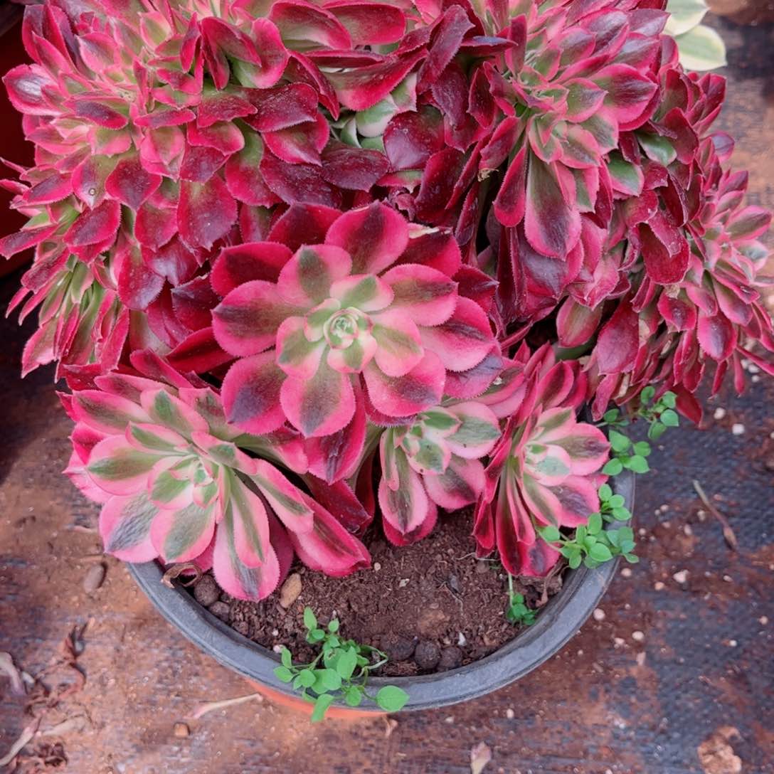 多肉植物814红袖