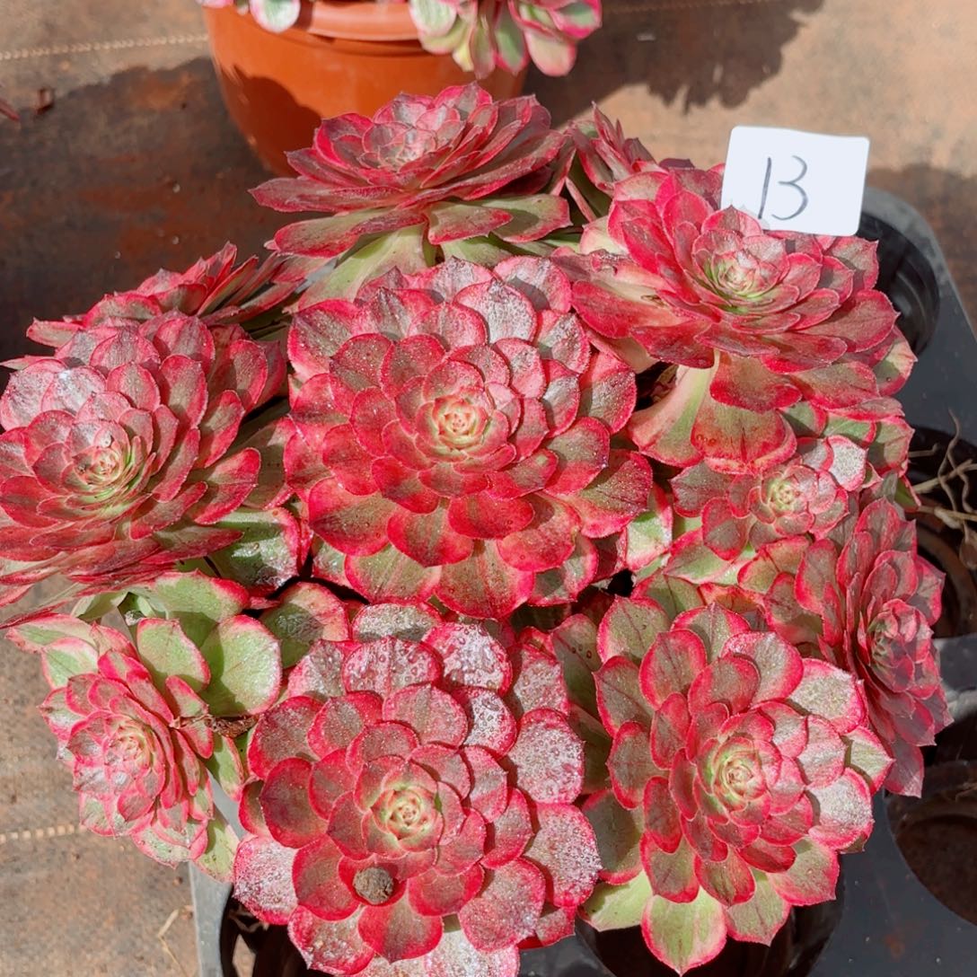 一物一拍多肉法师13