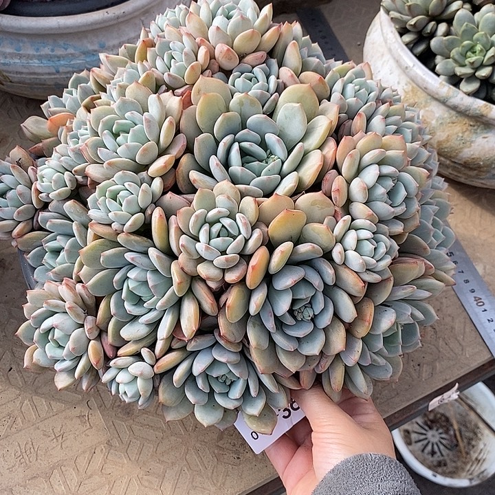 小七夕多肉蜜桃格林36