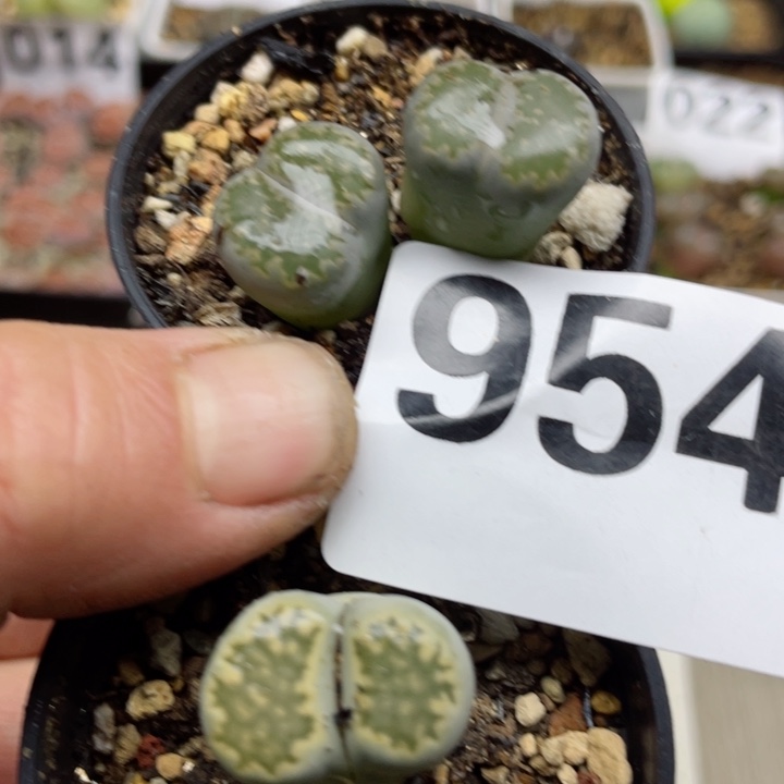 954两颗母本带盆