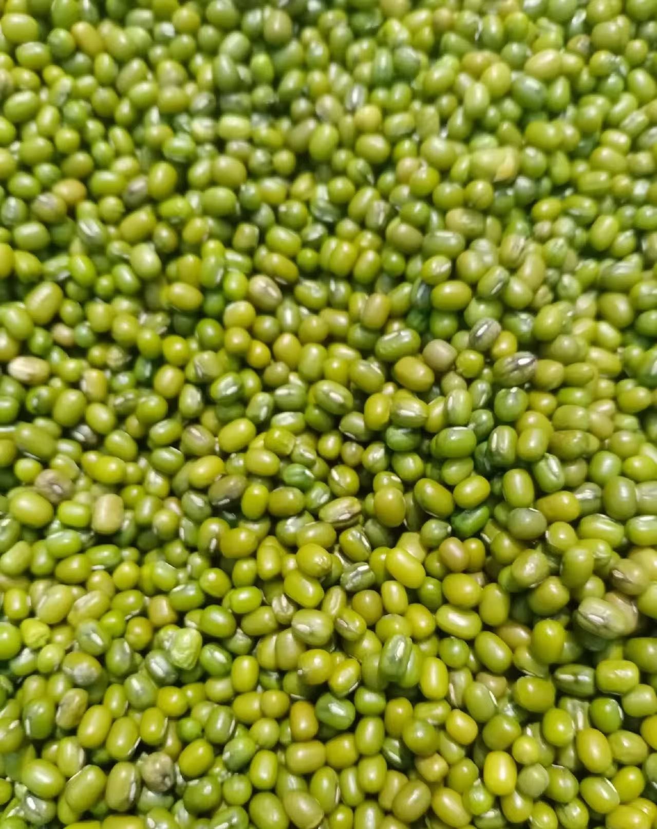 2农家新货绿豆可发芽用于制作绿豆粥绿豆汤等美食