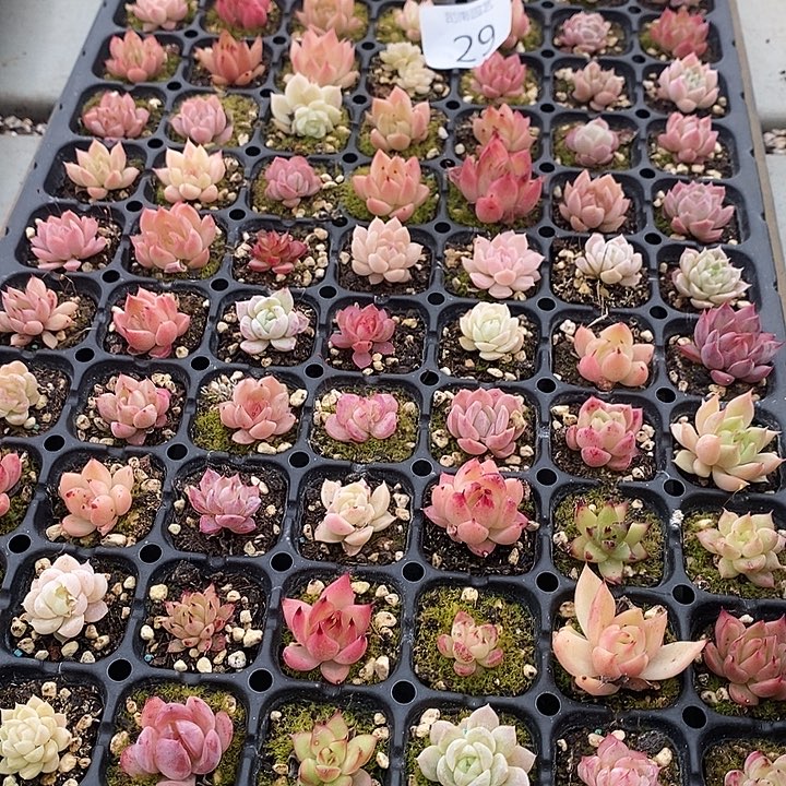 29 多肉植物盆栽花卉