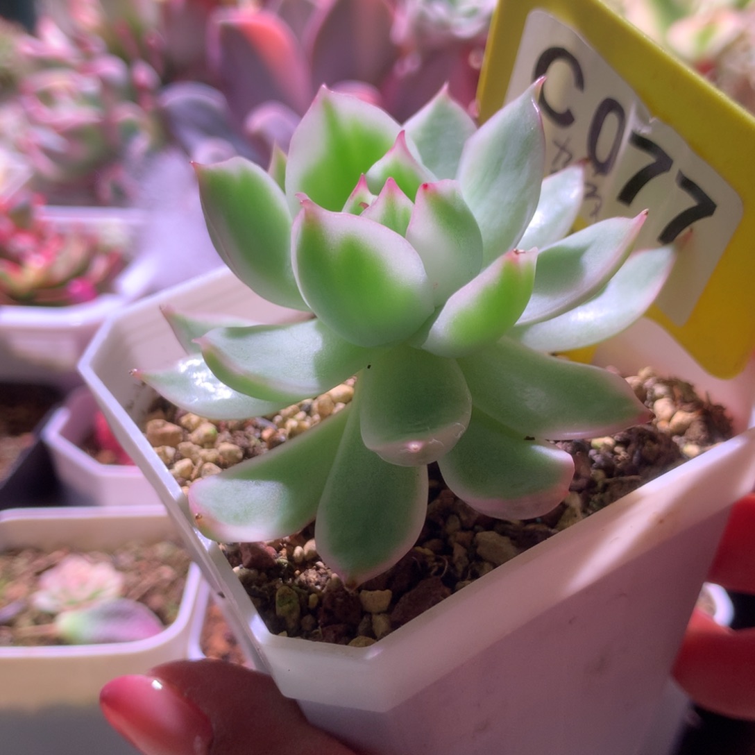 杂交锦覆轮有根有