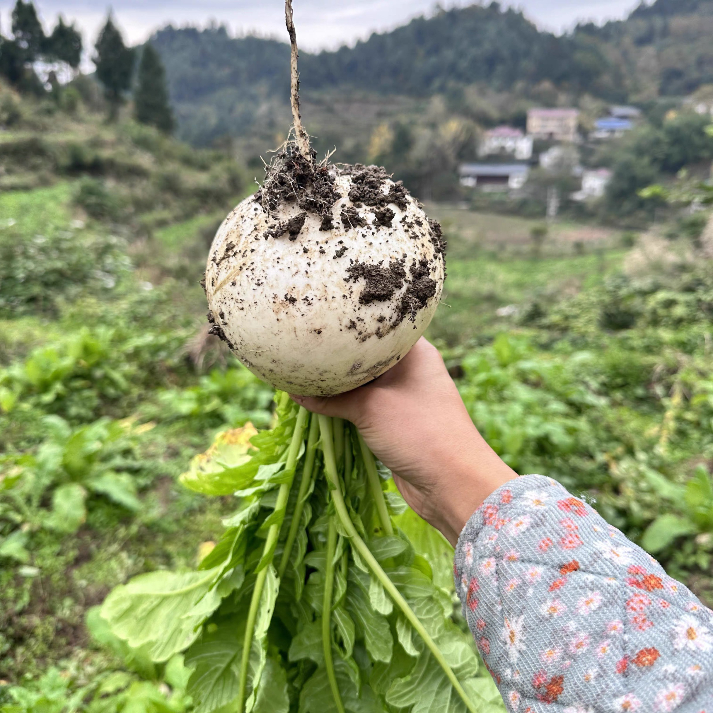贵州生态农家萝卜清甜可口贵州露天自然生长现摘现发