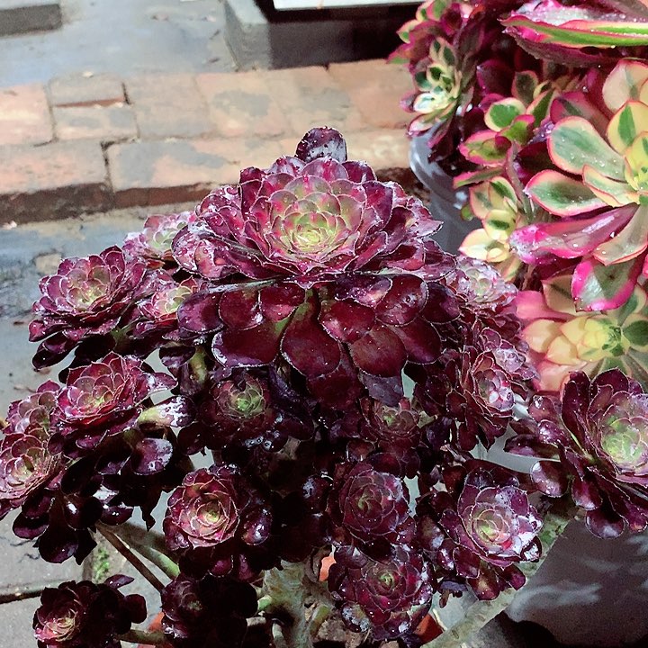 晚霞的，多肉植物