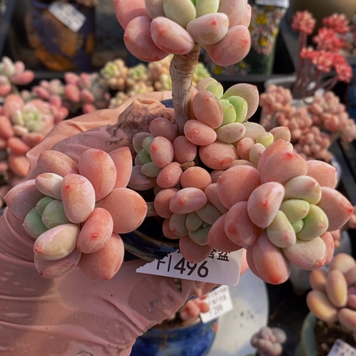 樱花洛神有砍9cm496多肉植物