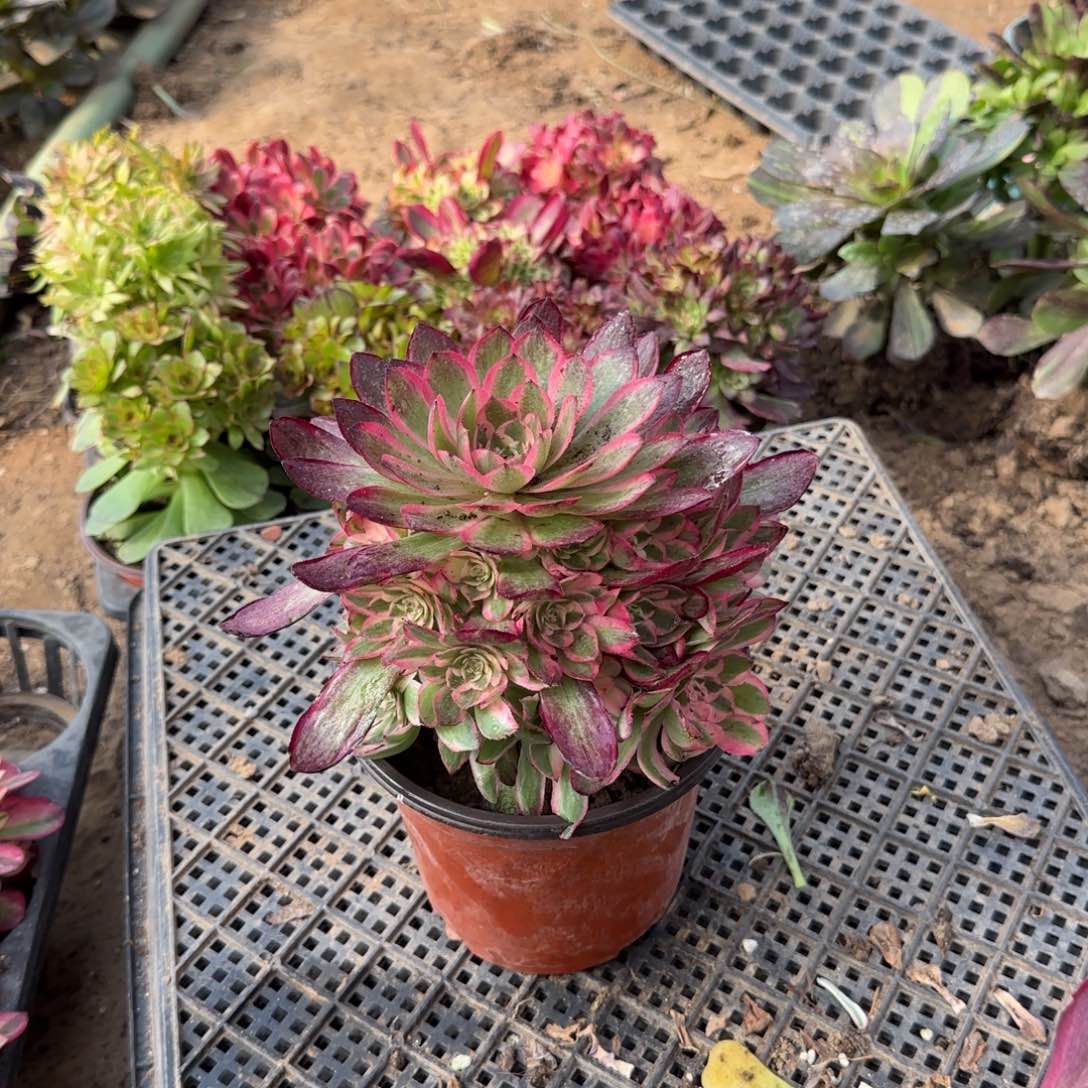 倾城多肉捧花脱土19.9