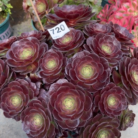 720赤焰莲35厘米左右朵朵