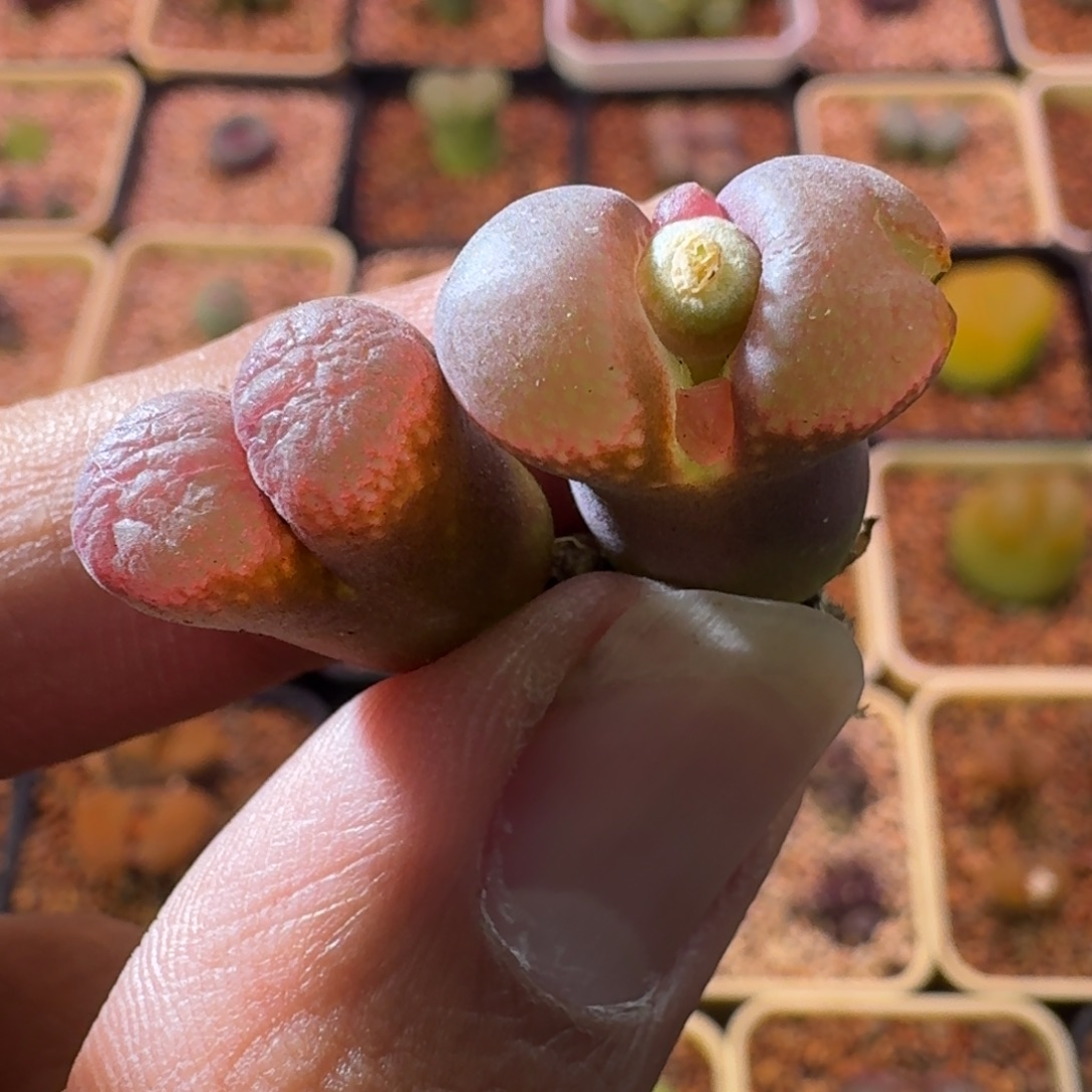 云缦精品番杏18.2 有一个炸窗