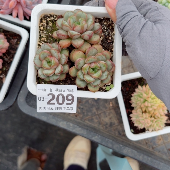 葡萄多肉植物多肉植物