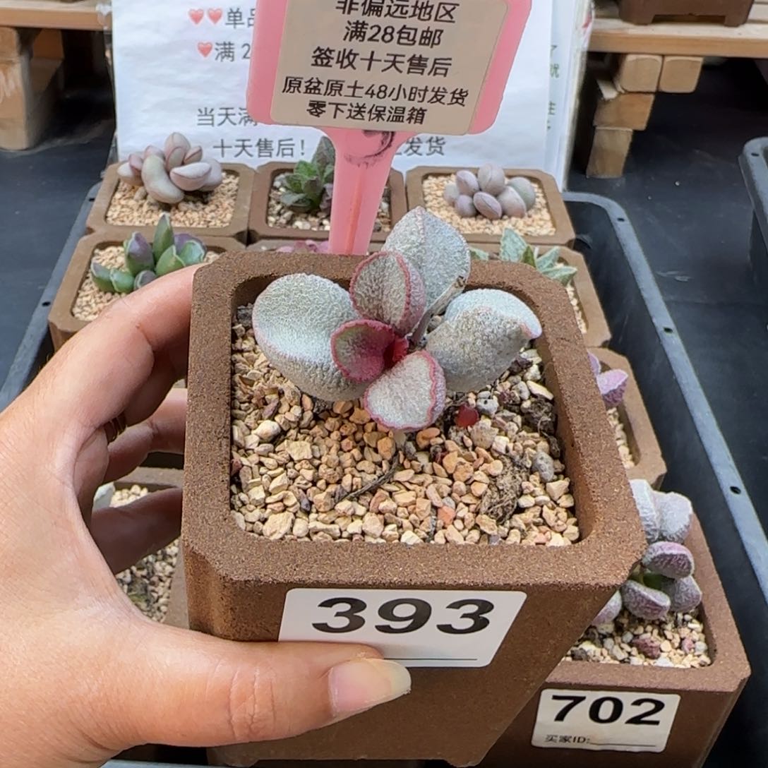 叶*393谪仙多肉植物