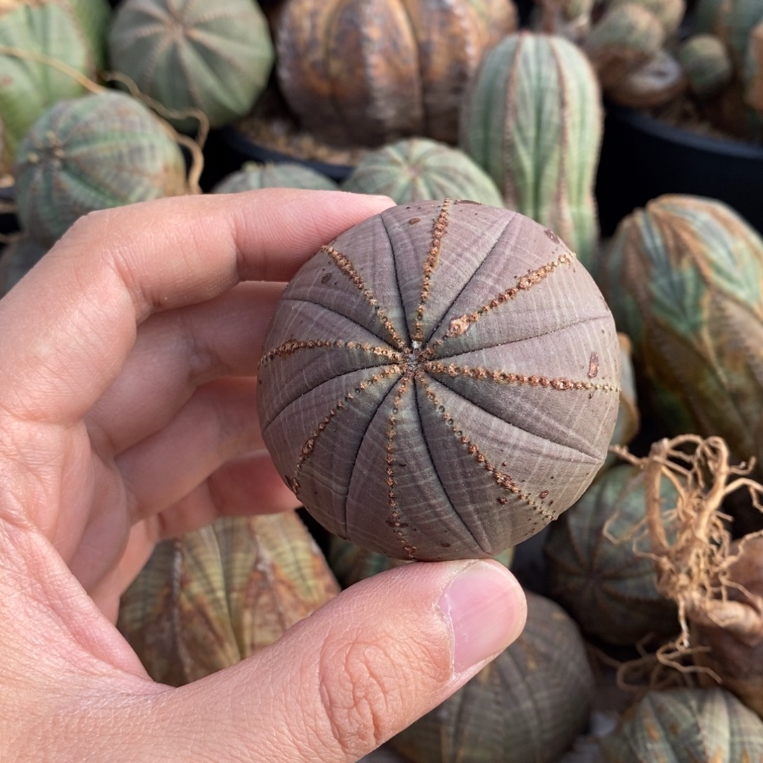 7欧系实生布纹球多肉植物