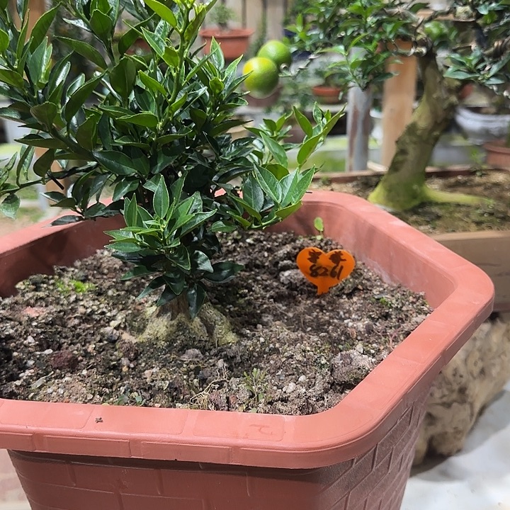 天***驴直播间八房柑一物一拍