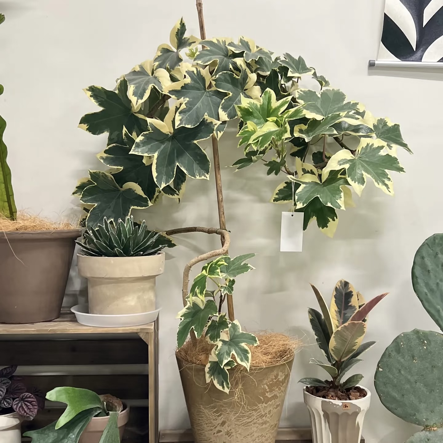 花叶熊掌木锦化植物桌面好养室内观叶植物