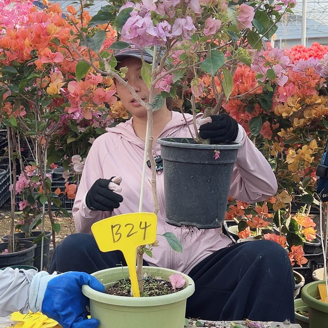 星***星大部分花苞少量开放B24暗斑丽人