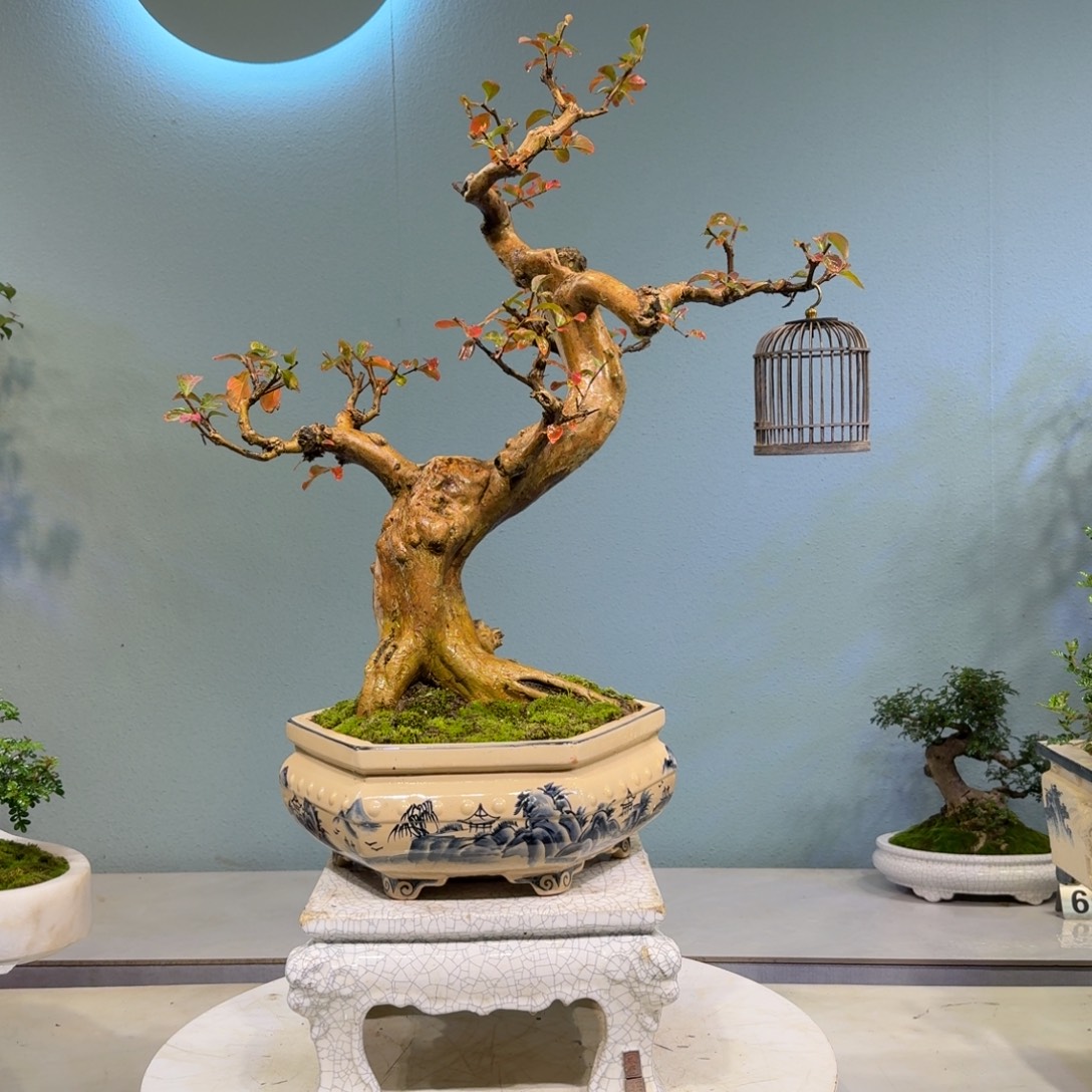 文***板无花朵紫薇盆景888