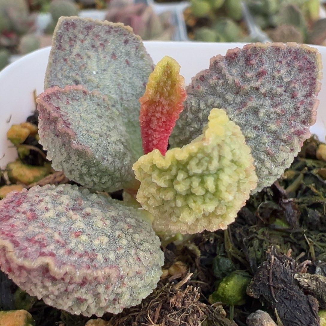 雪花斑深邃脑纹实生新品