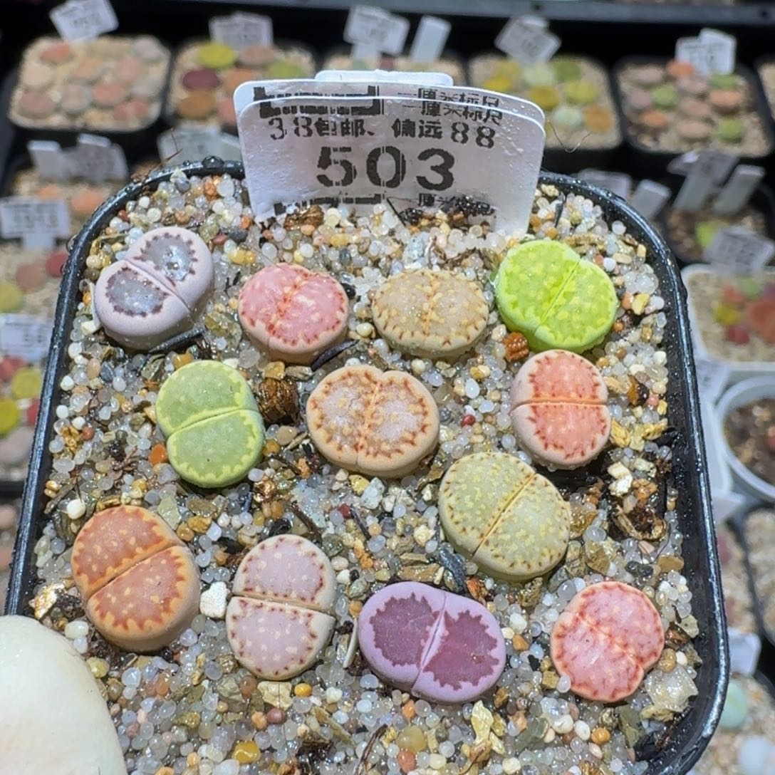 Ssss精品生石花503
