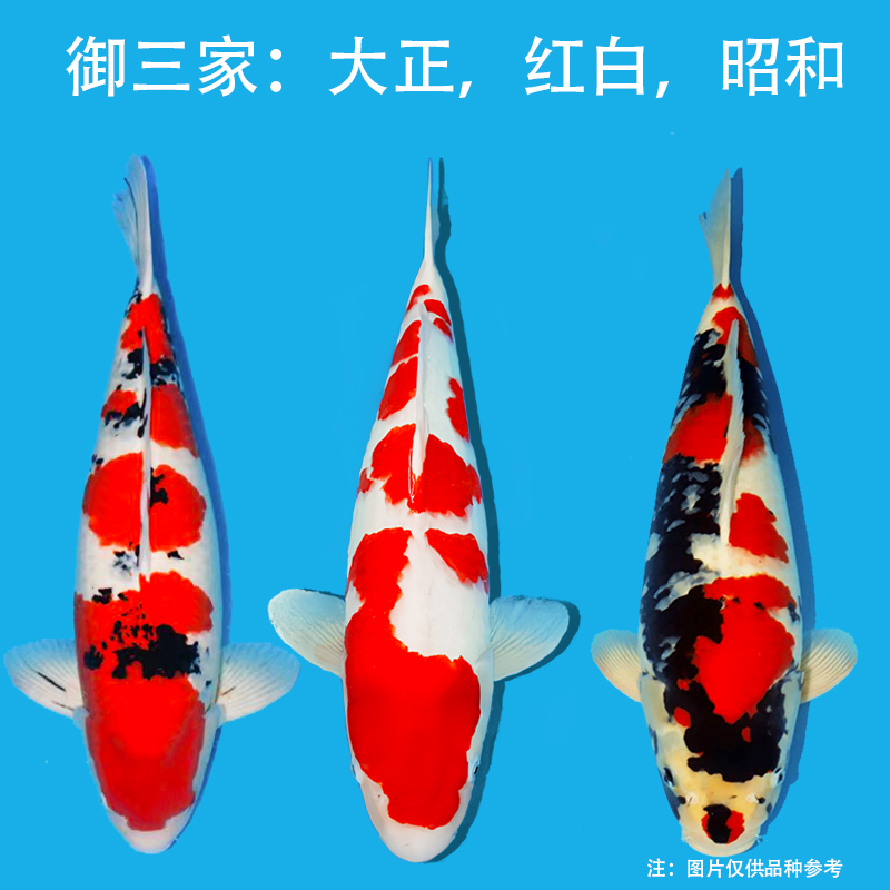 纯种锦鲤活体观赏鱼活鱼大型红白冷水淡水鱼好养耐活金鱼红鲤鱼
