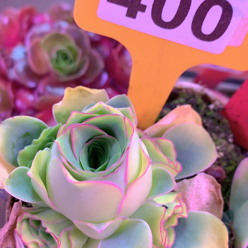 【闪购商品】yjj400