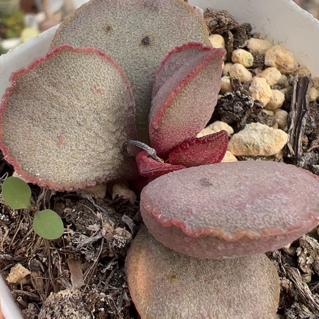 妖姬公爵夫人单头纯木质桩