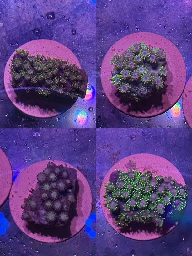 彩色单苞，到手4盘