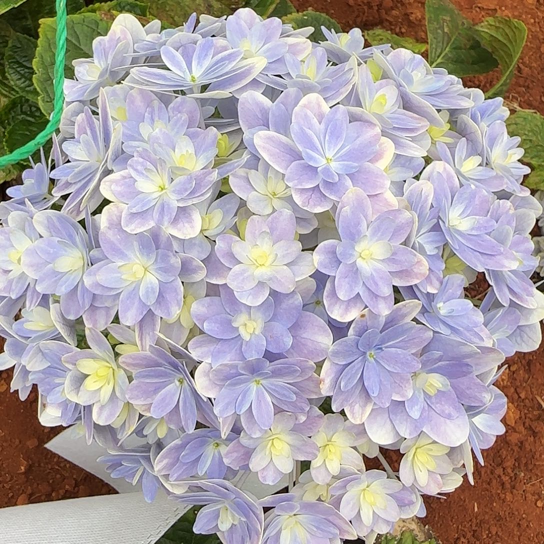 绣球切花一物一拍3枝起包邮，45