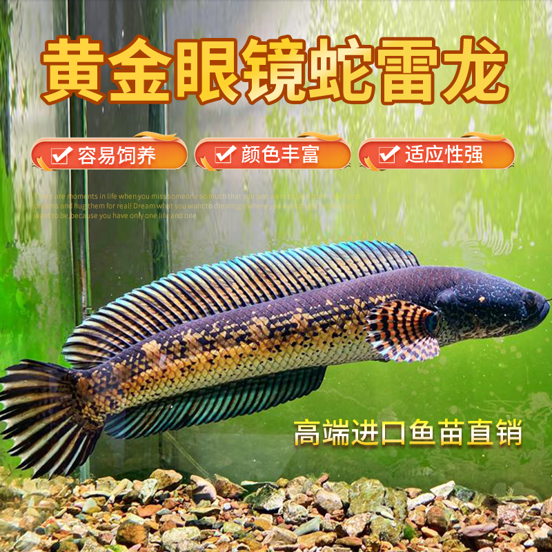 黄金眼镜蛇雷龙大型野生雷龙凶猛热带鱼观赏鱼