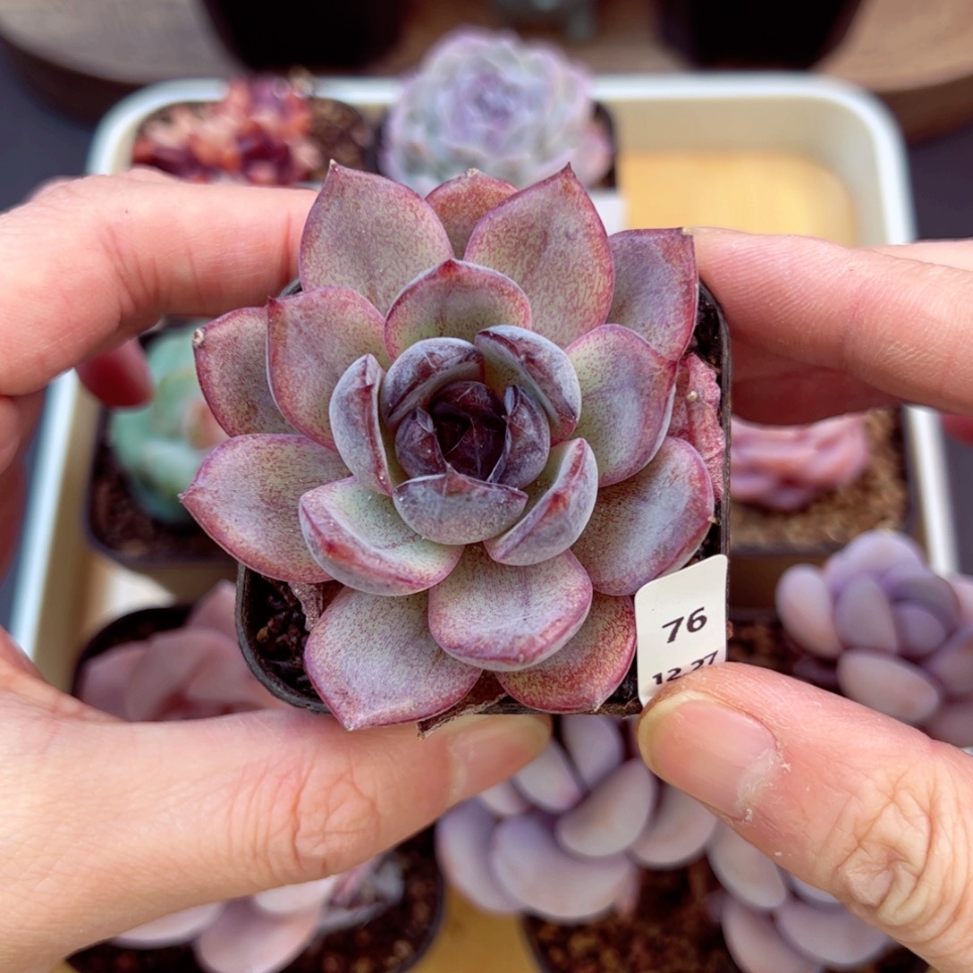 好好看76、哈哈哈哈