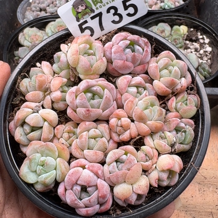 完全开放多肉植物多肉植物