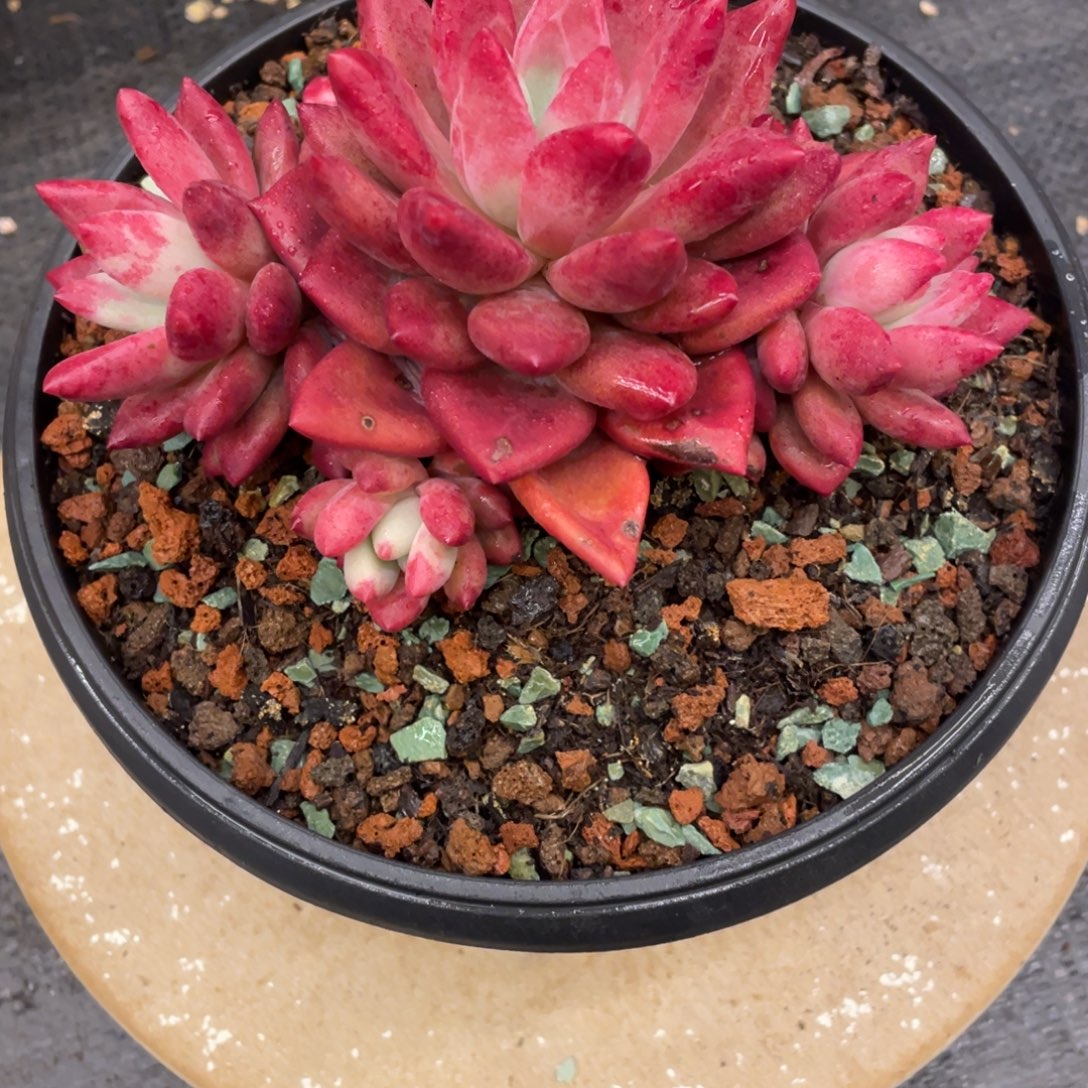 ︶***࿐弥鹿之森一物一拍