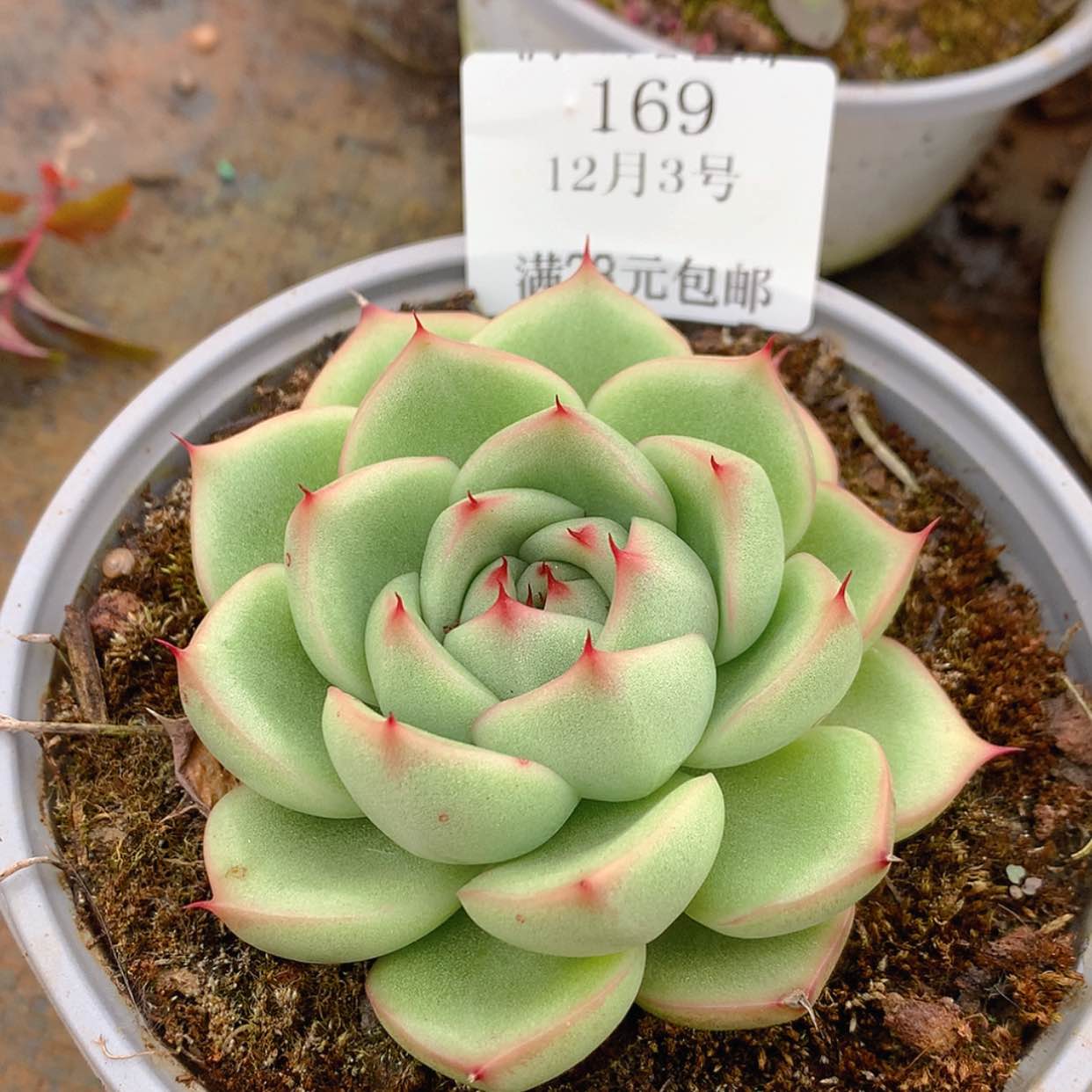 【闪购商品】云169号