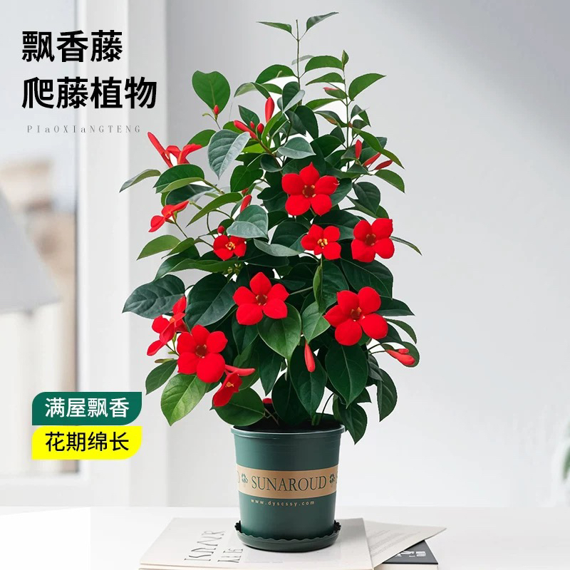 【飘香藤】盆栽花卉带花苞爬藤植物四季开花好养活室内外适用