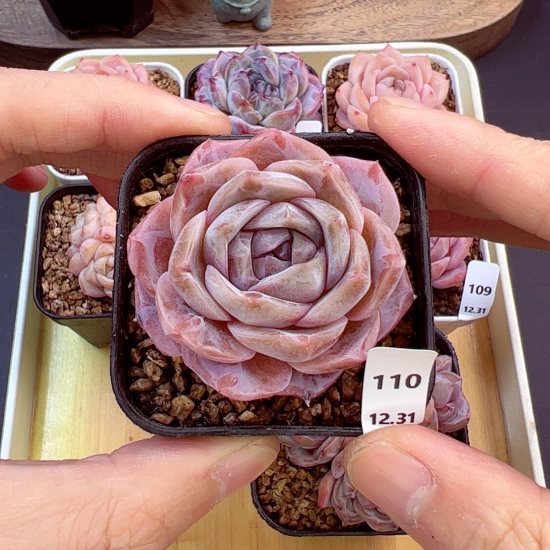 好好看110、哈哈哈哈