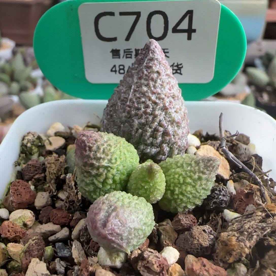 龙胆。         704。    