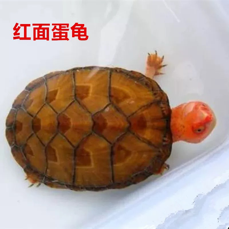 红面蛋龟 互动性好 可爱 新奇宠物