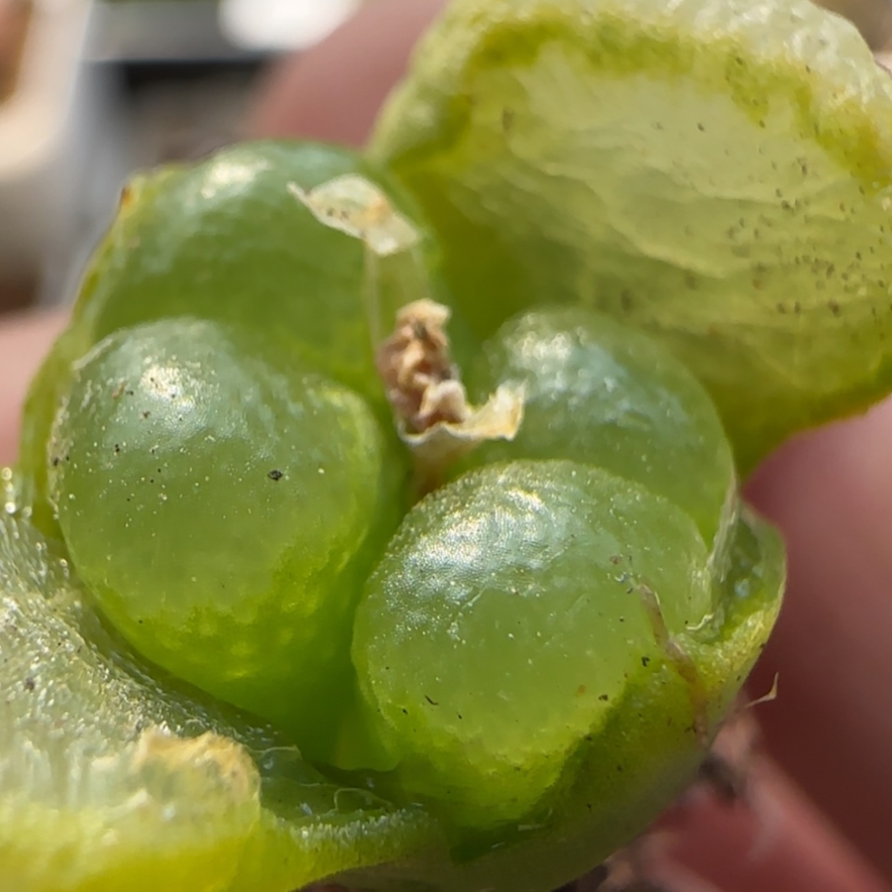 【闪购商品】7964