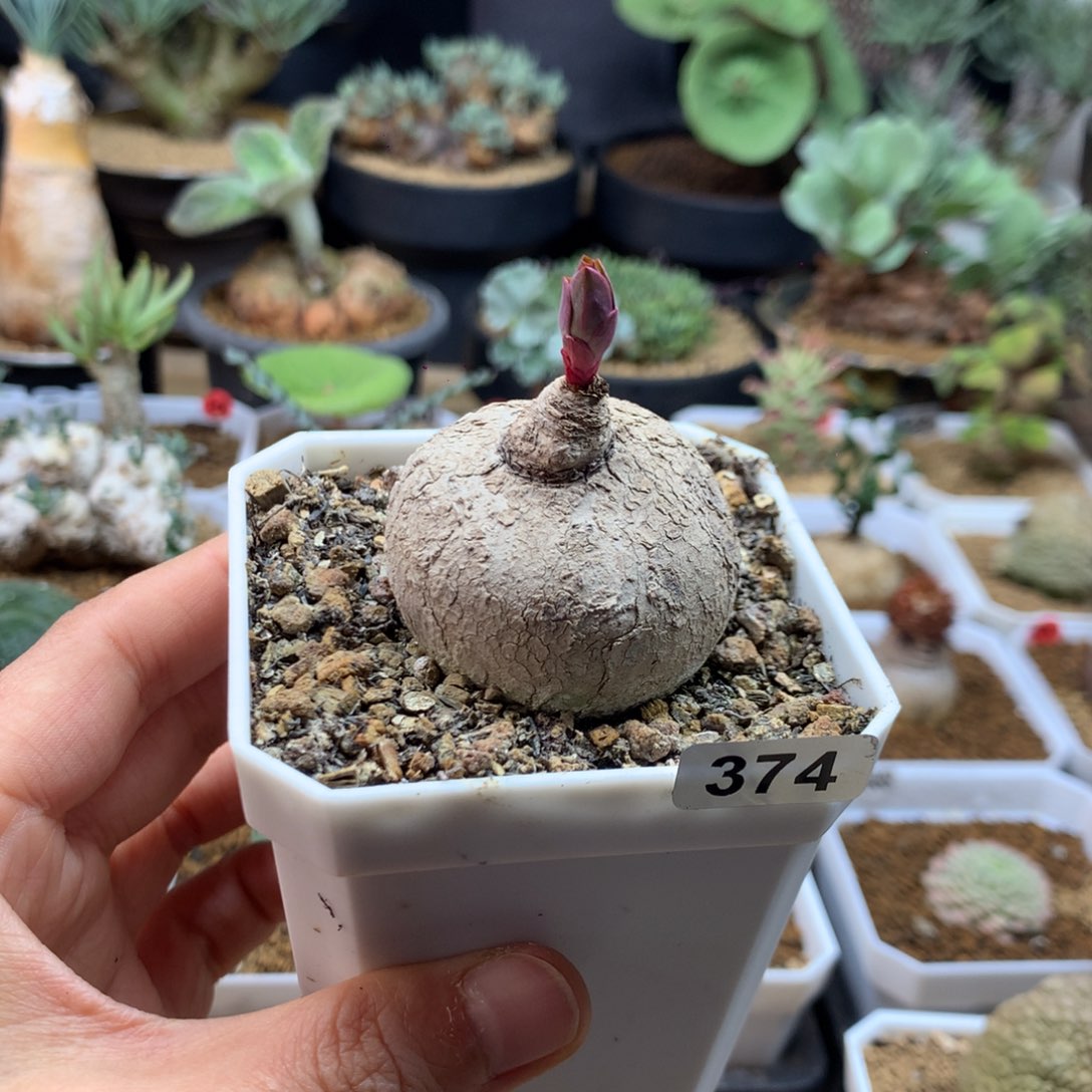 玫瑰大戟带盆多肉374