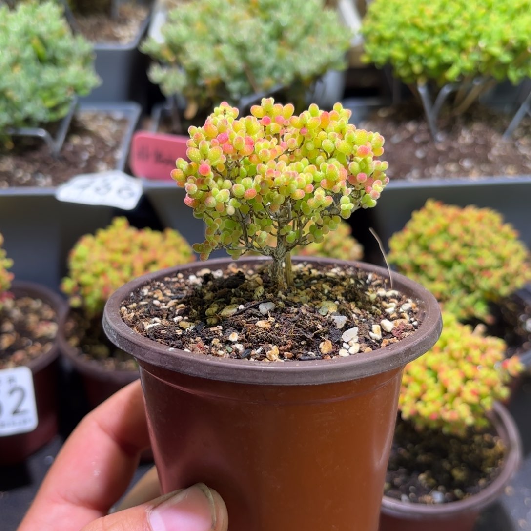 枝干番杏密橘糖球494