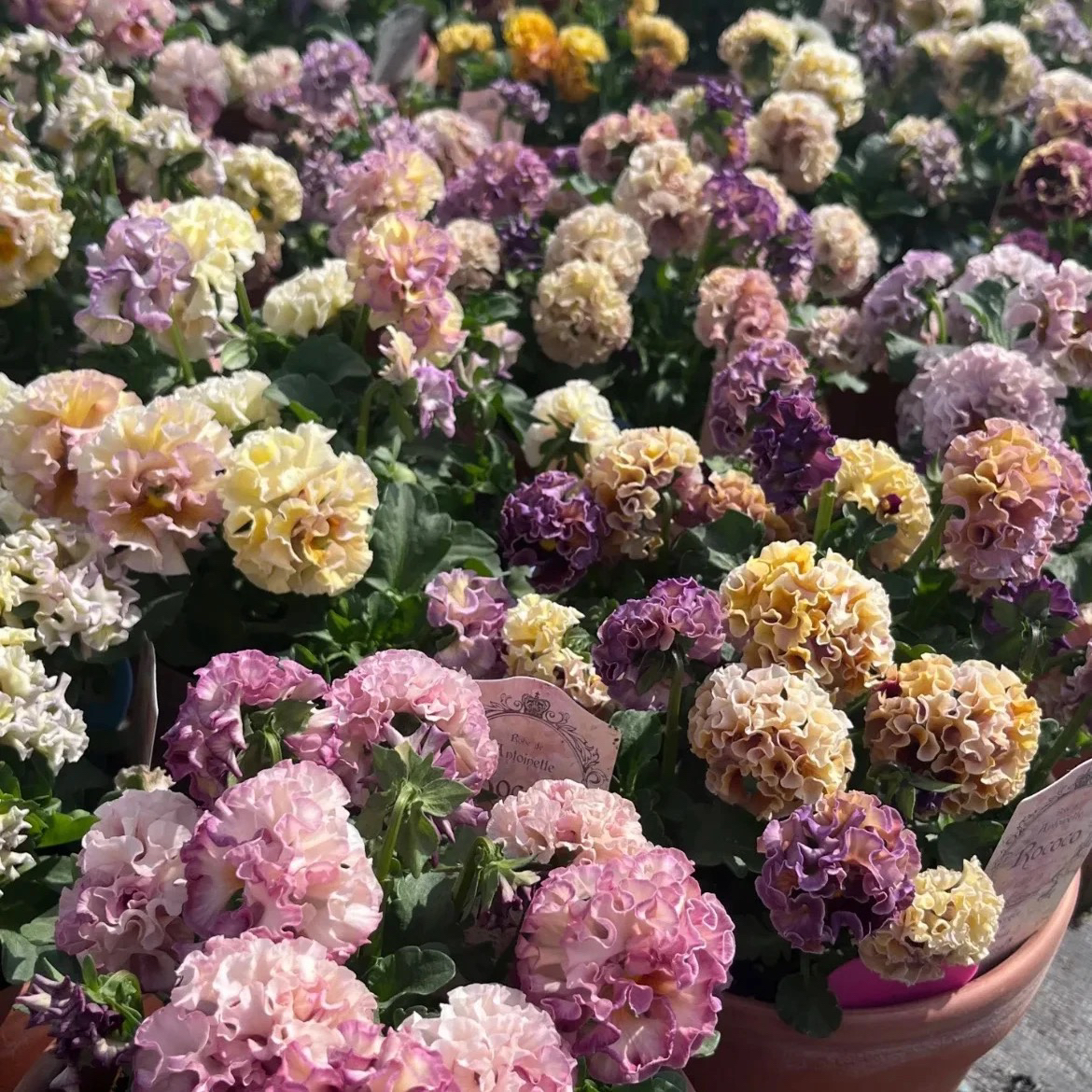 皱边角堇盆栽带花苞耐寒好养阳台庭院花卉冬日精灵