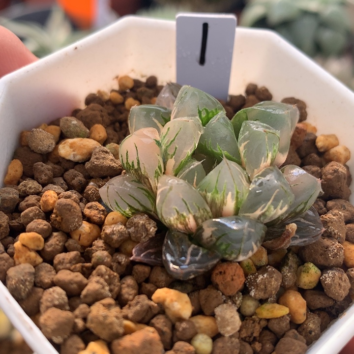 北极之光玉露锦，带盆发货