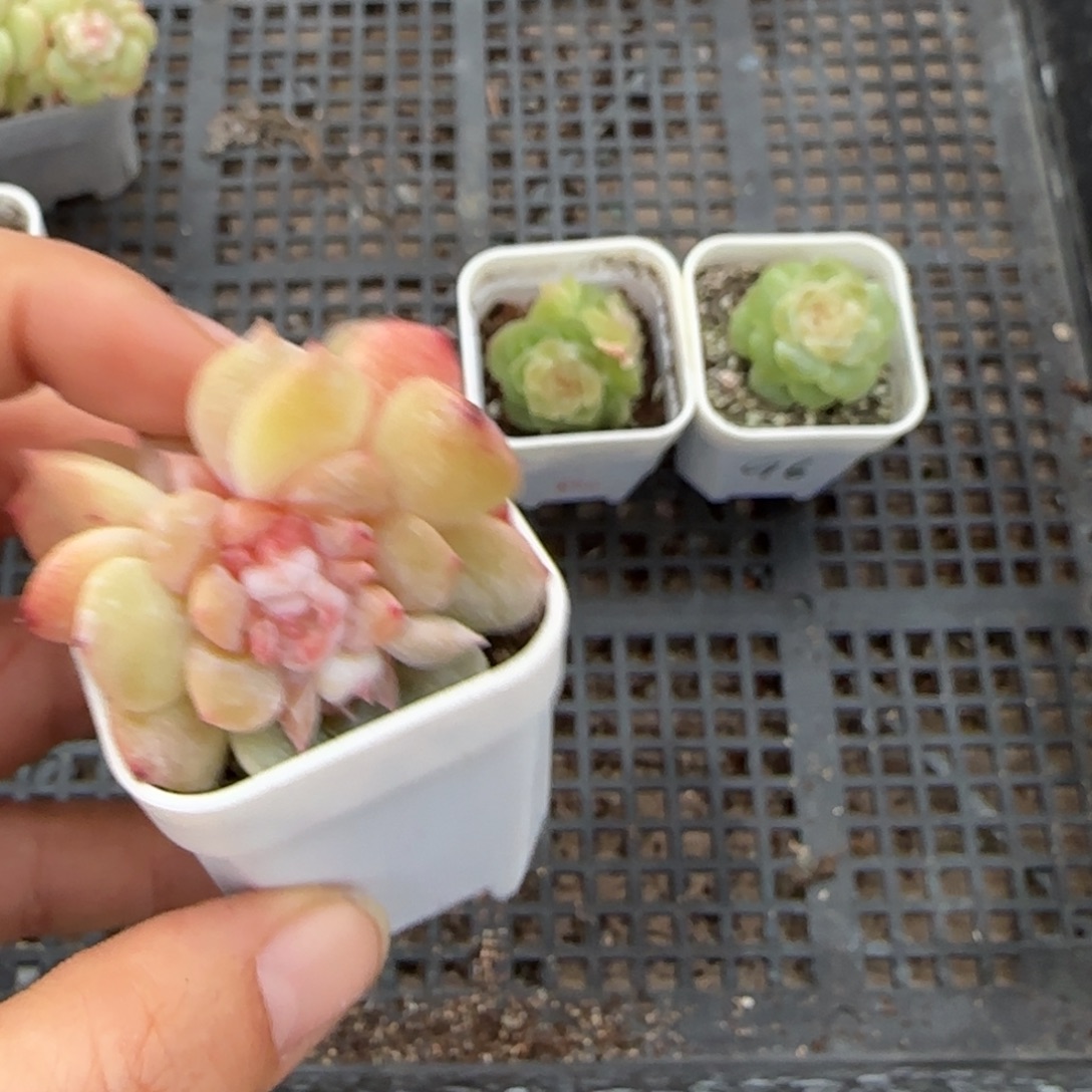 糖钻盆桌上一个满25包邮