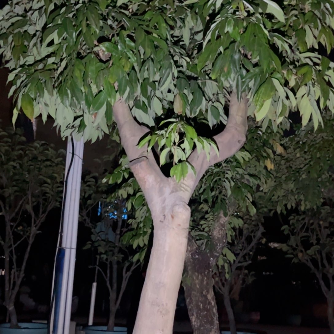 永*果树6666666666666666666666