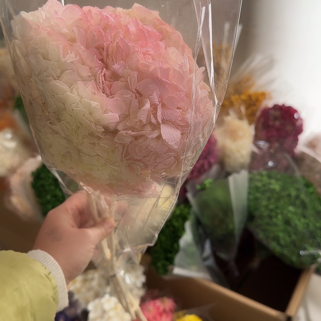 K45号白粉1份1枝大叶绣球