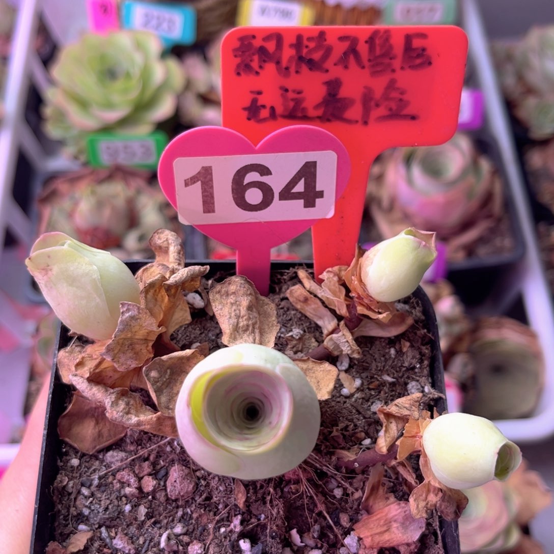 多头玫瑰一物一拍164 裸根发